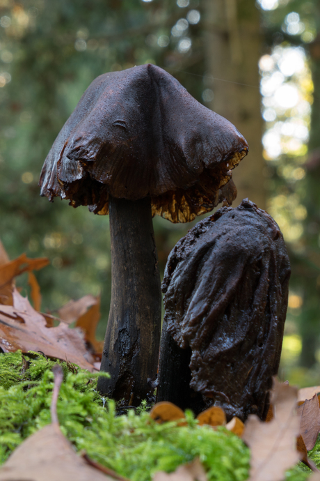 Paddenstoelen