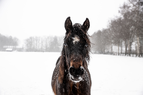 Sneeuwpret