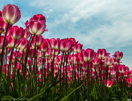 Tulpenveld