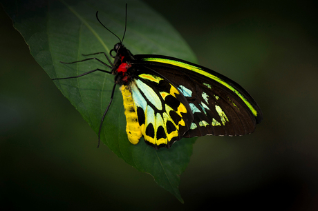 Ornithoptera priamus