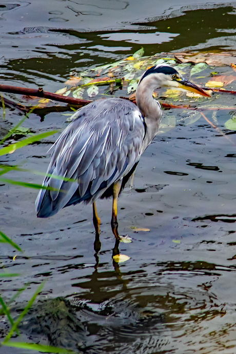 Reiger