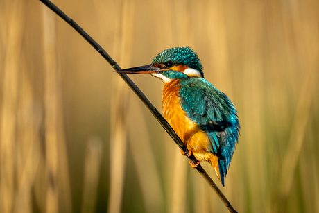 Zo blij eindelijk een ijsvogel op de foto..