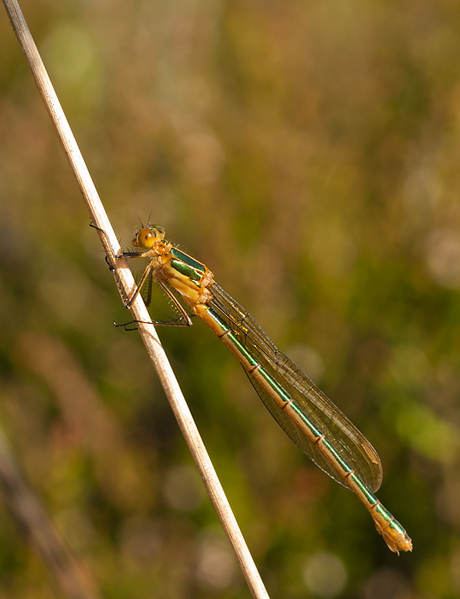 Gewone pantserjuffer.
