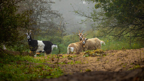 Geiten in duinen Heemskerk