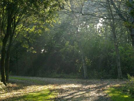 Licht door de bomen