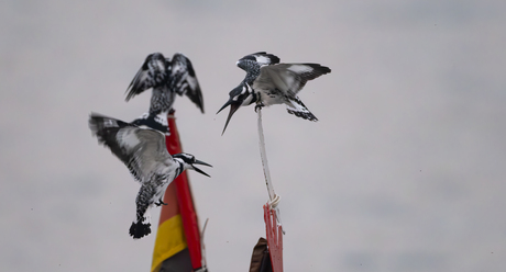 Bonte ijsvogels.