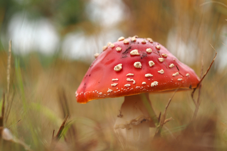 Vliegenzwam was niemand tuis.