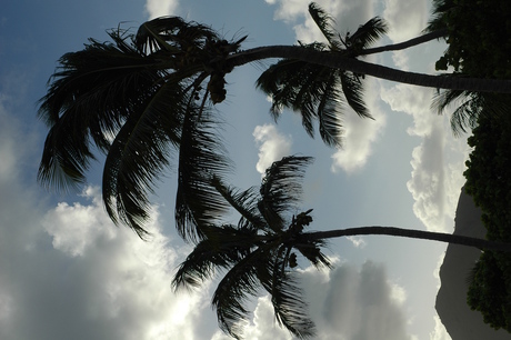 Wuivende palmen