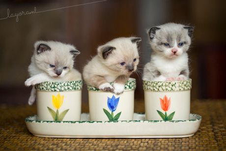 Kittens!