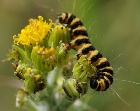 Rups van de Jacobsvlinder