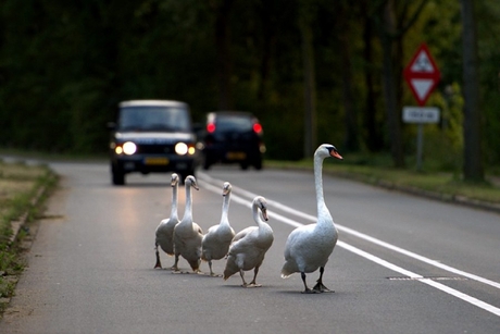 trotse zwanenfamilie