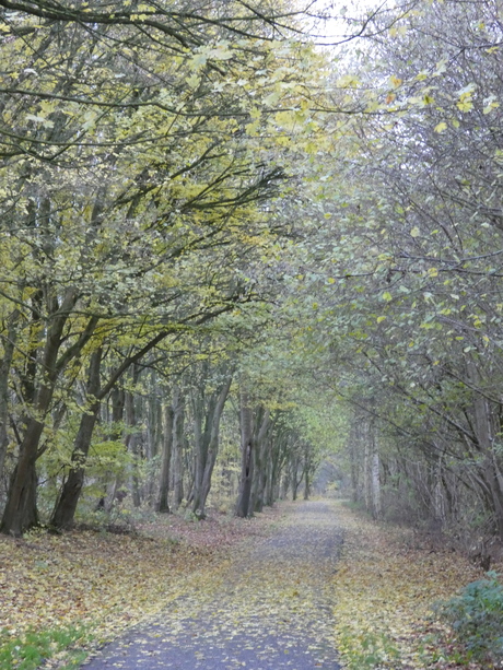 fietspad bij ochtendgloren