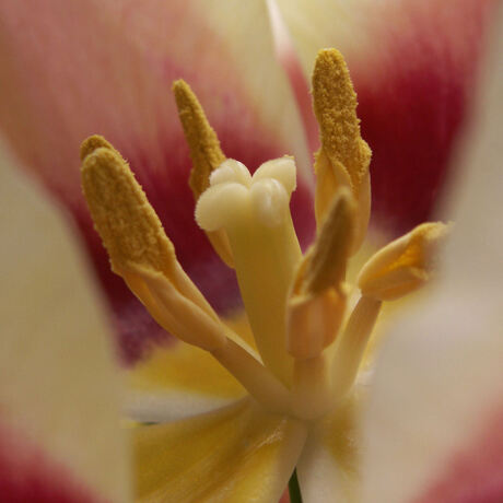 rose tulp