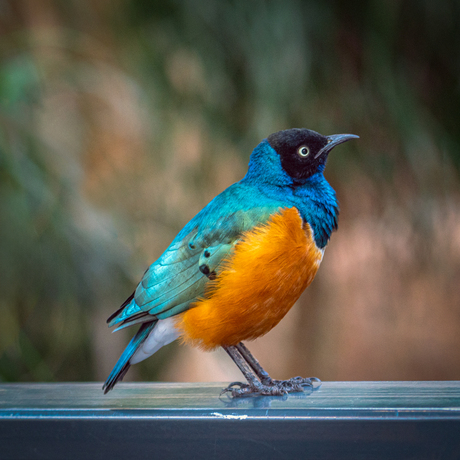 Driekleurige glansspreeuw