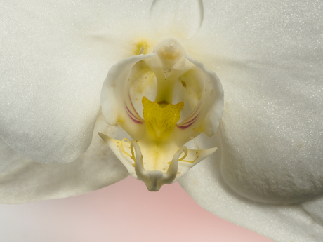 Phalaenopsis - Orchidee