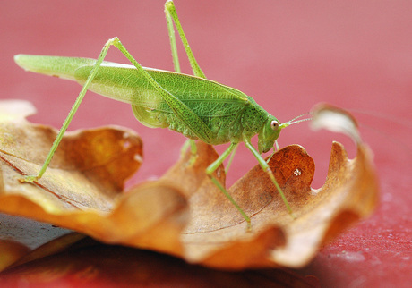 Sprinkhaan op herfstblad