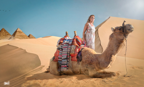 De kamelen kunnen weer op stal