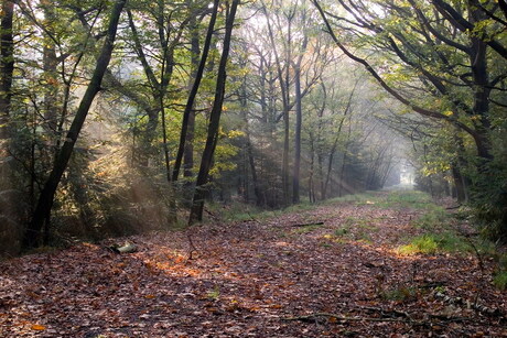 Zonneschijn in het bos