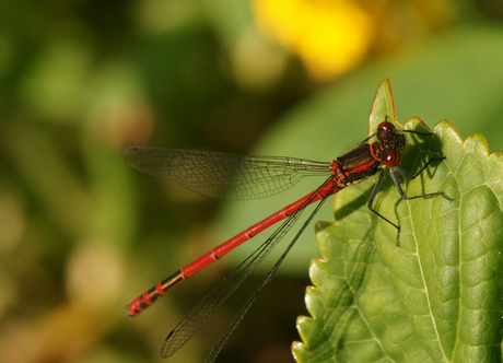 Libelle