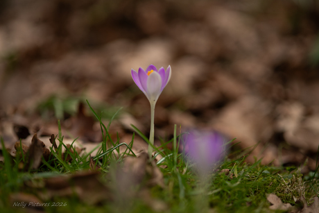 Fragiel Paars, lente krokus