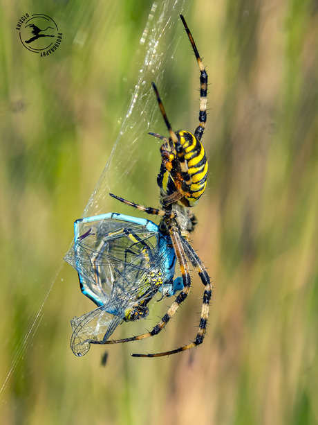 Twee juffers in 1 keer gevangen door de wespspin