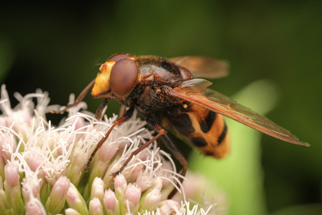 Hornet Mimic Hover Fly 