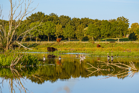 grazers overzicht