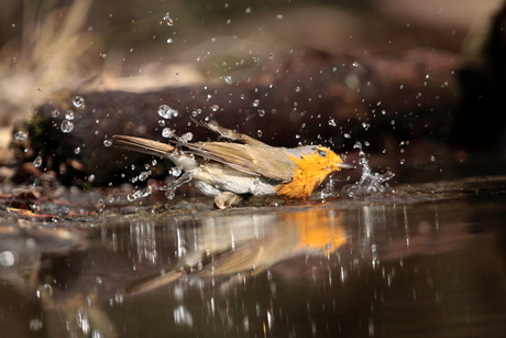 roodborst in bad