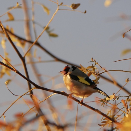 Putter in de ochtendzon