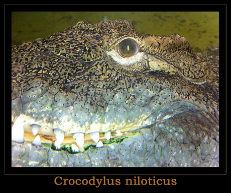 Crocodylus niloticus.jpg