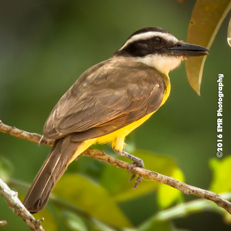Bird @ Suriname