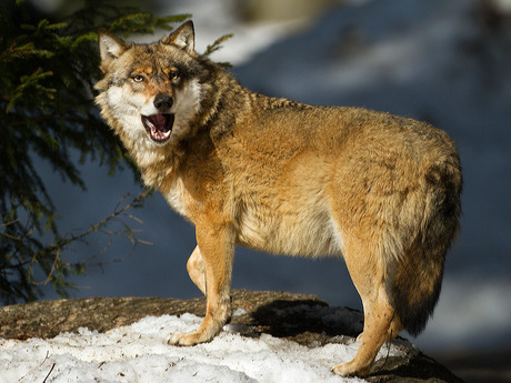 Wolven Canis lupus in het Beierse Woud