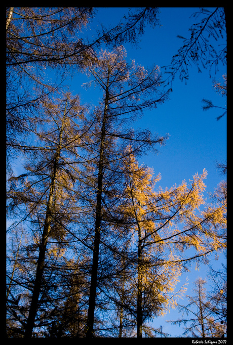 Goud in de bomen