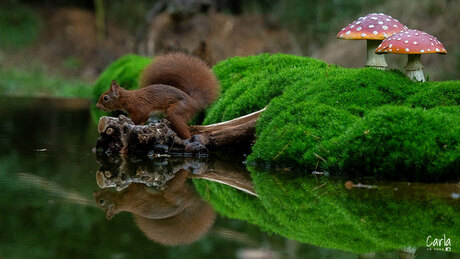 Reflectie in het water