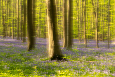 Hallerbos