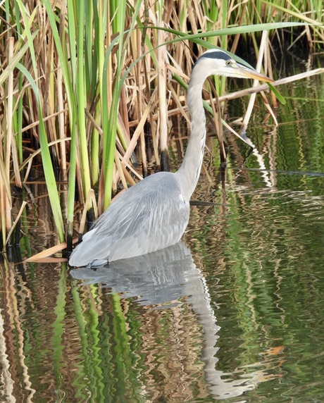 Blauwe reiger