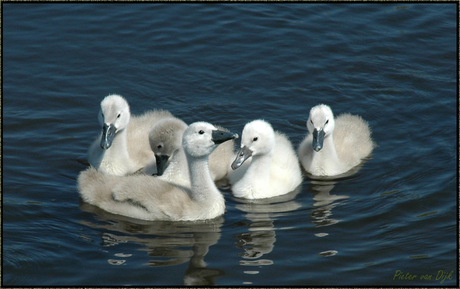 Alle zwaantjes zwemmen in het water