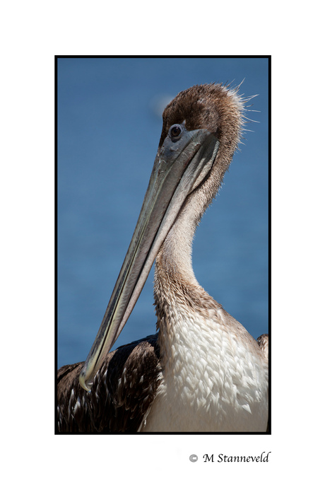 posing pelican