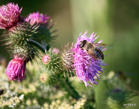 Bij op distel