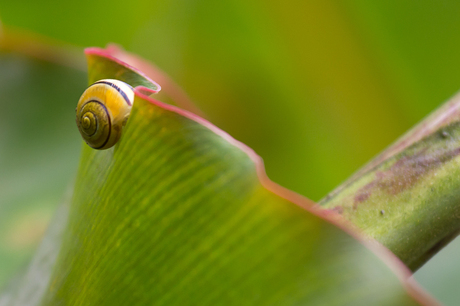 Lonely Snail