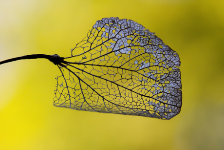 Dead leaf...