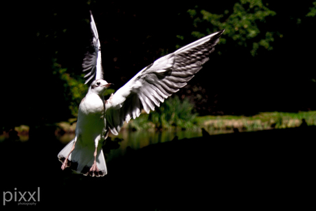 Take off seagull