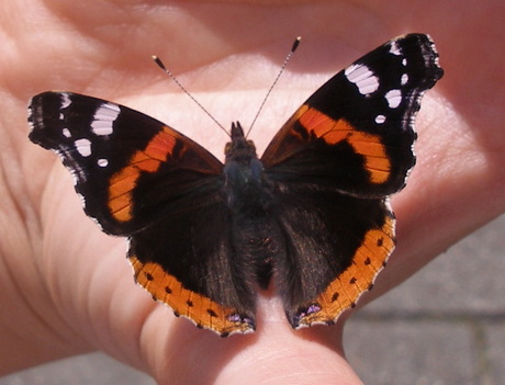 mooie vlinder!