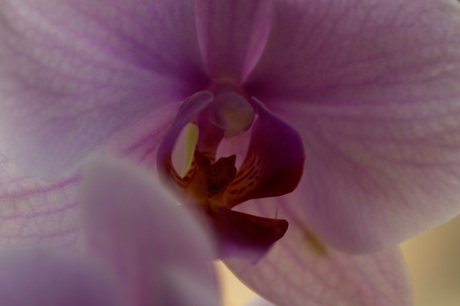 orchidee