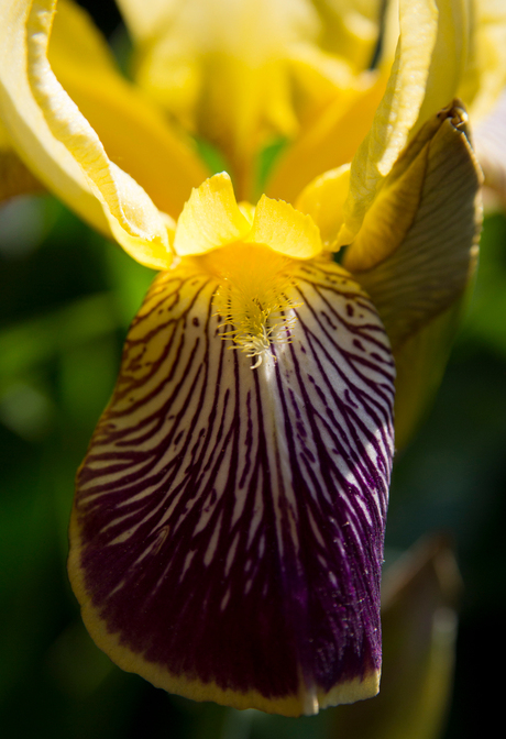 Gele Iris