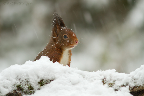 Eekhoorn in de sneeuw