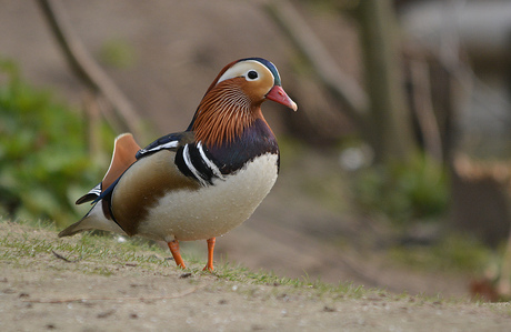 Aix Galericulata.