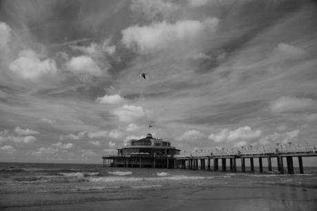 pier Blankenberge + vogel