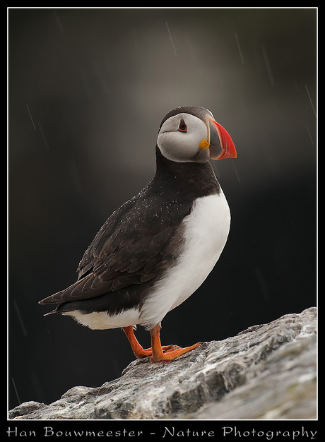 papegaaiduiker in de regen