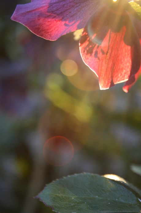 Helleborus